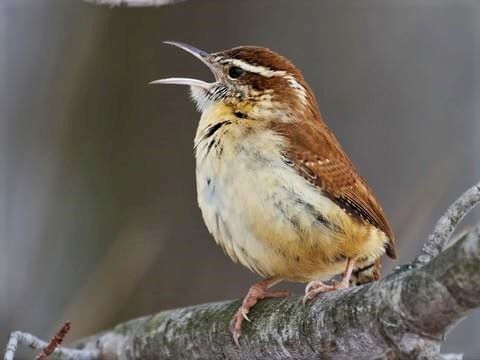 wren houseAirBnB in Illinois near Champaign, Danville, Urbana and Potomac