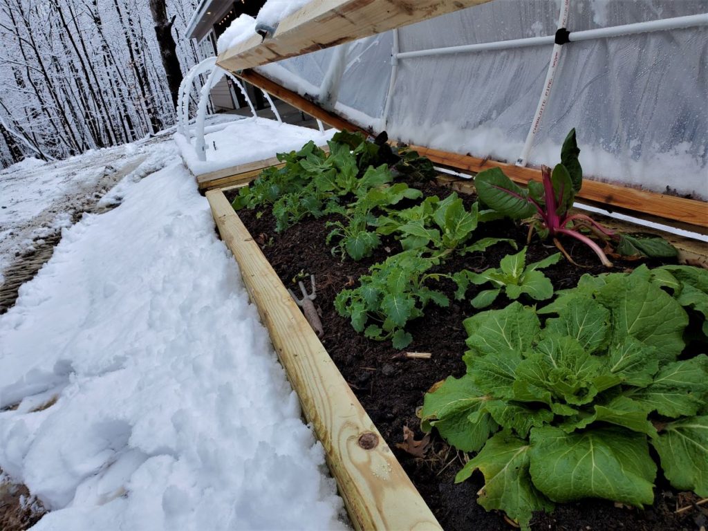 veggie garden at AirBnB in Illinois near Champaign, Danville, Urbana and Potomac